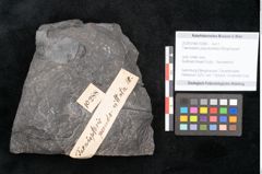 Foto (Objekt + Etikett) von Taeniopteris pseudovittata Ettingshausen (NHMW-GEO-2024-0188-10288)